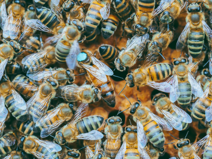 The Queen Bee phenomenon